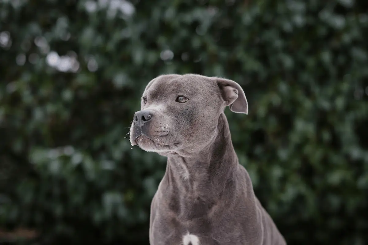 Qual a diferença entre Pitbull e American Staffordshire Terrier