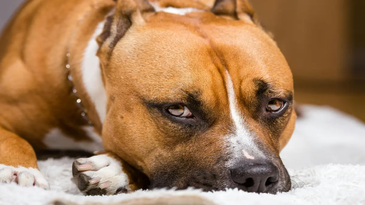 Preço de filhotes de Amstaff azul puro