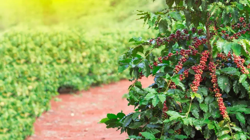 Esgoto pode contaminar plantio de frutas