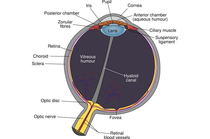 Ultrassom da artéria temporal ajuda no diagnóstico de AVC ocular diagrama do olho