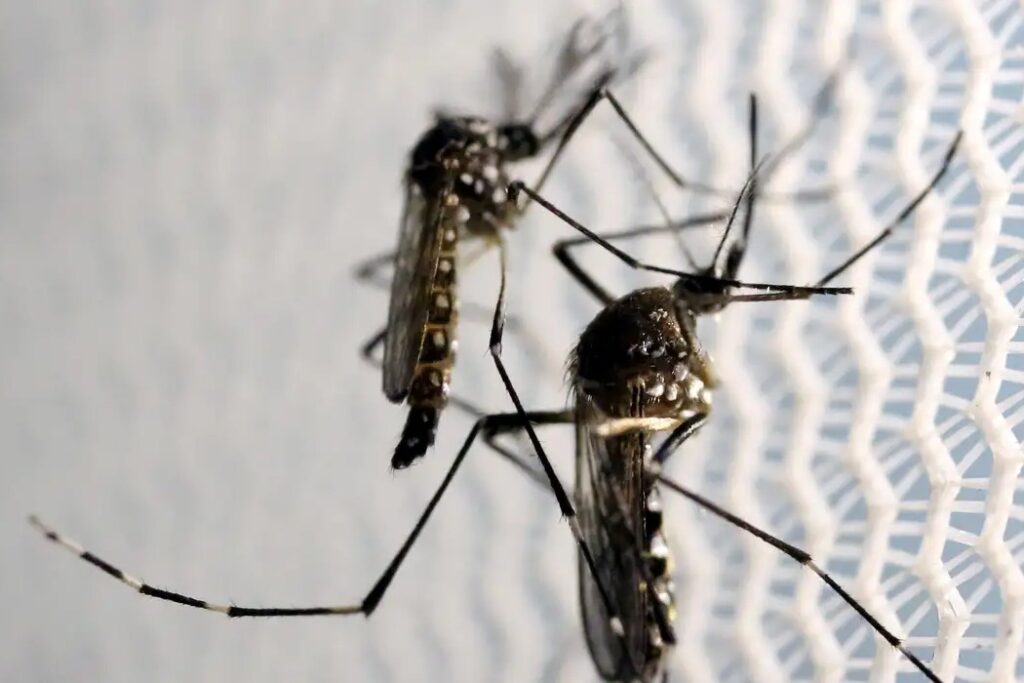 Butantan autorizado a fabricar vacina chikungunya